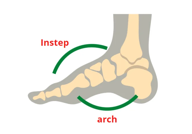 foot structure