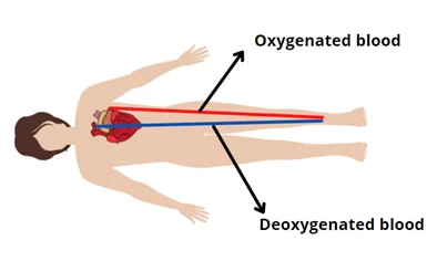 oxygen flow in bodya and impact of compression socks on oxygen flow
