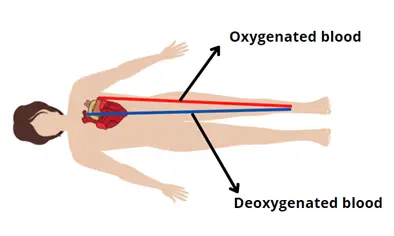 oxygen flow in bodya and impact of compression socks on oxygen flow