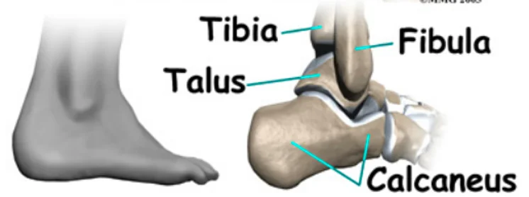 ankle joint anatomy